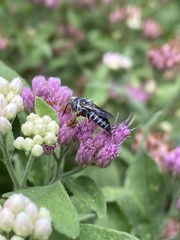 Coelioxys octodentatus