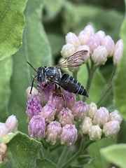Coelioxys octodentatus