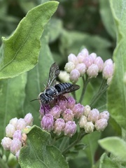 Coelioxys octodentatus