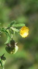 Gaya parviflora
