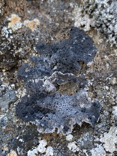 pupkovkovité (Umbilicariaceae)