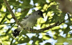 Thamnophilus pelzelni