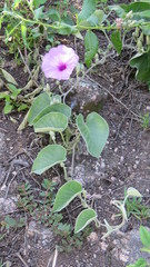Ipomoea hieronymi