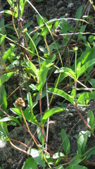 Acmella decumbens