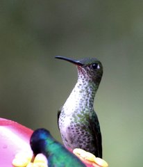 Taphrospilus hypostictus