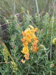 Crotalaria dura