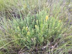 Crotalaria dura