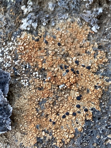 šáločka (Lecidea)