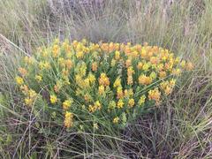 Crotalaria dura