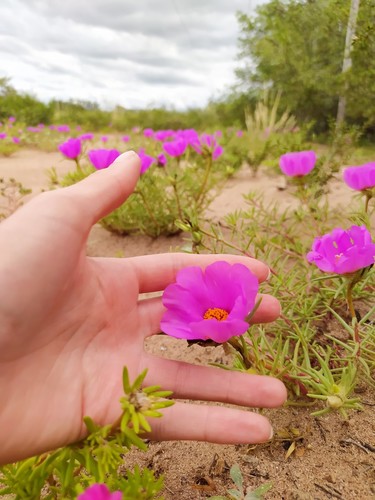 Portulaca grandiflora 'Yubi Summer Joy'
