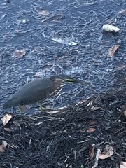 Butorides virescens image