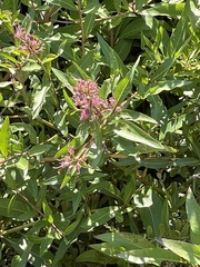 Decodon