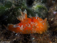 Plocamopherus maderae