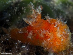 Plocamopherus maderae
