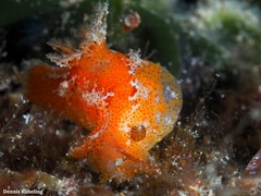 Plocamopherus maderae