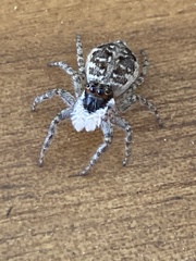 Menemerus semilimbatus