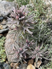 Castilleja nana