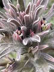 Castilleja nana