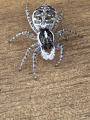 Menemerus semilimbatus