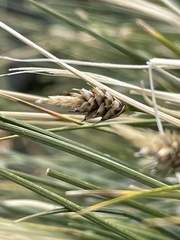 Carex capitata