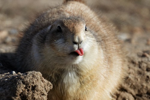 Black-tailed Prairie Dog photographed in Oklahoma