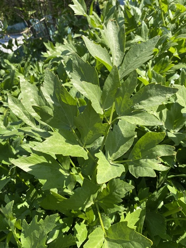 ligurček lekársky (Levisticum officinale)