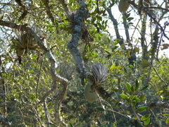 Tillandsia recurvifolia