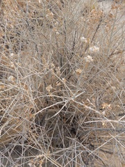 Tetradymia tetrameres