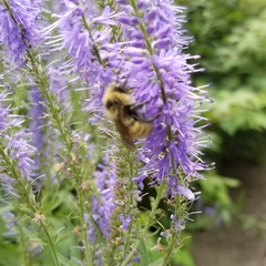 Bombus borealis
