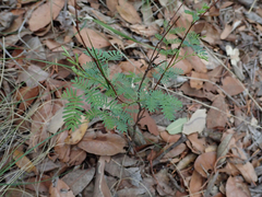 Mimosa dysocarpa