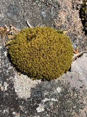 Hymenoloma crispulum