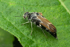 Glipa hilaris