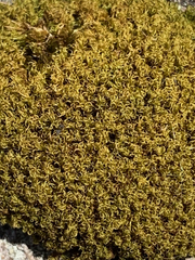 Hymenoloma crispulum