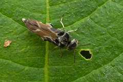 Glipa hilaris