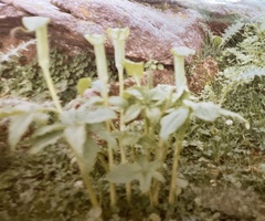 Arisaema jacquemontii
