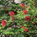 Sambucus racemosa - Photo (c) sarahggage,  זכויות יוצרים חלקיות (CC BY-NC)