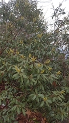Pieris floribunda