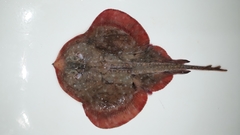Psammobatis scobina