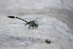 Melligomphus viridicostus