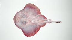 Psammobatis scobina