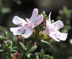 Westringia rigida