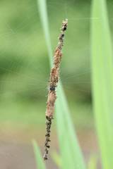 Cyclosa octotuberculata