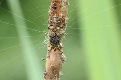 Cyclosa octotuberculata