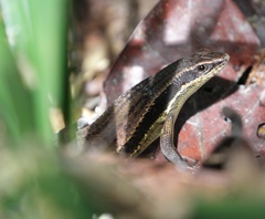 Eutropis rudis