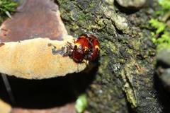 Microsternus tokioensis