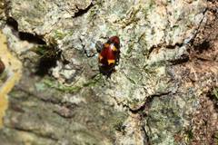 Microsternus tokioensis