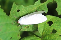 Pygarctia roseicapitis