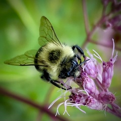 Bombus impatiens