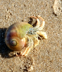 Isocheles wurdemanni