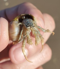 Isocheles wurdemanni